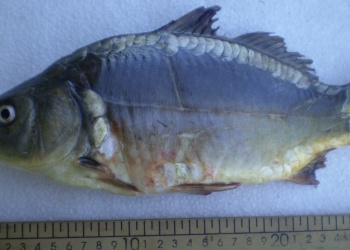 Colección didáctica Peces del Río Paraná: Cyprinus carpio