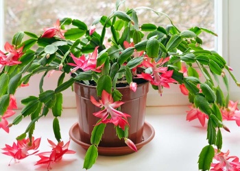 Para olvidadizos: 14 plantas casi imposibles de matar