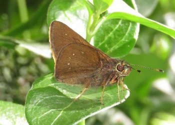 Cuando las plantas hablan… ¿los insectos escuchan?