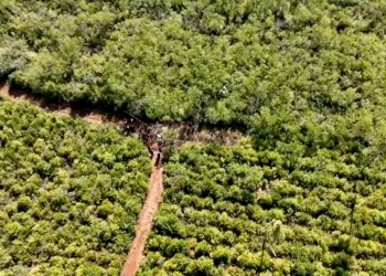 Investigan si restos óseos hallados en el monte pertenecen a una mujer desaparecida en Salto Encantado