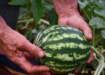 Misiones se prepara para la campaña de sandías 2025