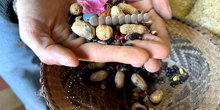 PROTECCIÓN. El movimiento para entender el valor de las semillas criollas está cerca de cumplir las tres décadas.