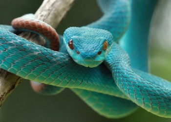 ¿Toca saludar a la suegra? Este miércoles es el Día de la Serpiente