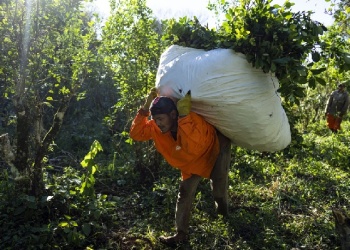 Advierten que la Nación estancó las paritarias de los peones yerbateros