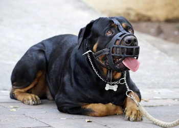 “Por ley, los animales de mordida fuerte deben usar bozal y correa”