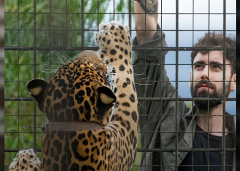 Buscan voluntarios para trabajar con yaguaretés en el Parque Nacional Iberá