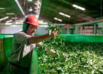 “En Misiones la producción de yerba mate es superior a la de Corrientes”