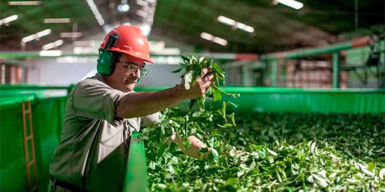 MODELO PRODUCTIVO. La producción primaria de yerba en la provincia está exenta del pago de Ingresos Brutos.