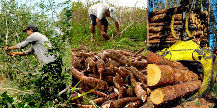 COMPLICADAS. Las cadenas agroindustriales de Misiones han perdido rentabilidad por las variables macroeconómicas de los últimos años.