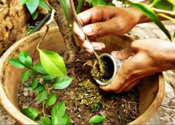 Los múltiples usos que tiene la yerba luego de ser usada en el hogar y el agro