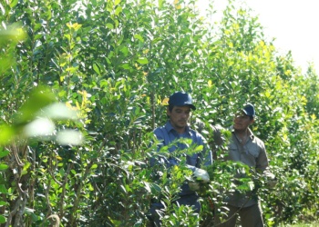 Todo listo para el Concurso de Poda y Cosecha de Yerba Mate