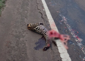 Reclaman homologación de radares tras la muerte de un ocelote