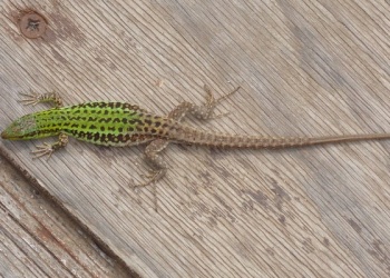 Las lagartijas en casa: qué significan y por qué no hay que ignorarlas