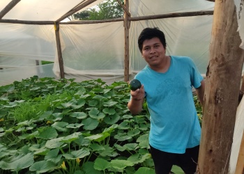 Zapallito de tronco, alternativa de producción bajo cubierta