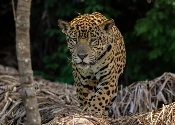 Nació el primer yaguareté silvestre en El Impenetrable: un hito para la conservación en el Chaco Seco