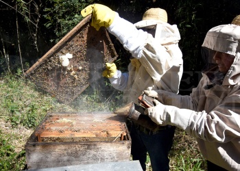 Apicultura con alma: una forma distinta de habitar el tiempo