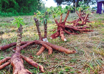 Regenerar la tierra, cuidar el futuro: prácticas sustentables en el agro misionero