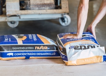 Balanceados para cerdos y pollos, nueva apuesta de diversificación