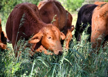 Forrajeras del sur de Misiones: nuevas alternativas productivas