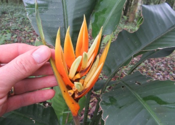 Floricultura: INTA investiga heliconias como alternativa