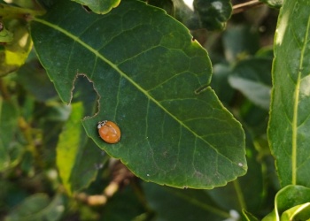 Aliados invisibles: insectos que cuidan la yerba mate en chacras misioneras