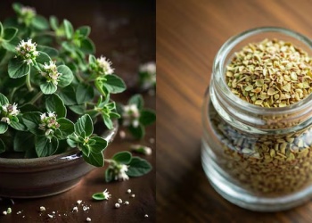 El secreto del orégano en el Feng Shui que pocos conocen