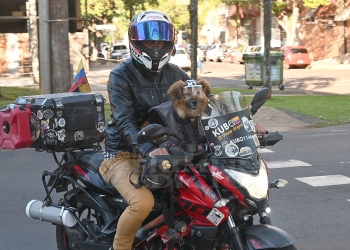 Kubo en Misiones: la historia de un perro motero en la Tierra Colorada