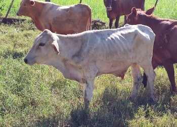 Bovinos: desarrollo del INTA para diagnosticar parásitos