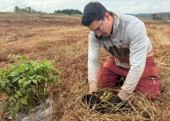 Puerto Rico: Avanza la restauración de la selva paranaense en el Monte Seguín