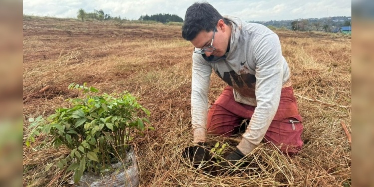 EL CAMINO. Plantar árboles nativos es clave para recuperar zonas perdidas de la selva paranaense en la región.
