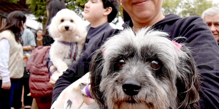 San Roque: una fiesta de fe, ternura y compromiso con los animales