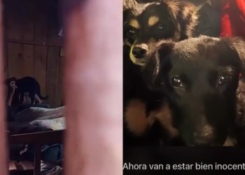 Denuncian a vecino de San Vicente por abusar y maltratar a sus perritos
