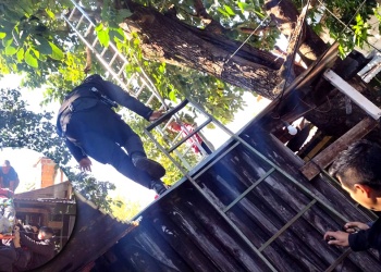 Falleció un hombre de 70 años tras caer de un árbol cuando lo podaba