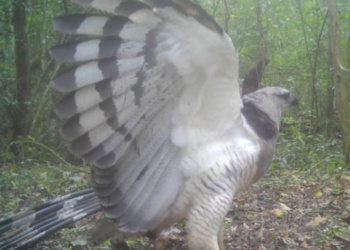 Una de las aves más raras de América fue filmada por primera vez en Foz de Iguazú