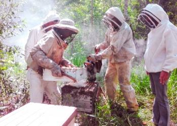Apicultura en crecimiento: más de 40 productores del centro misionero trazaron estrategias
