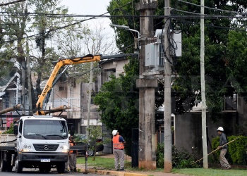 Debate: ¿de quién es la responsabilidad sobre el arbolado en las veredas?