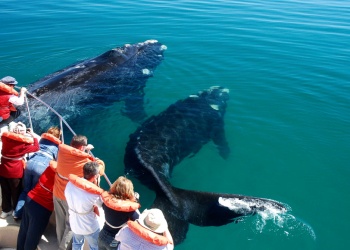 Récord histórico de ballenas en Península Valdés