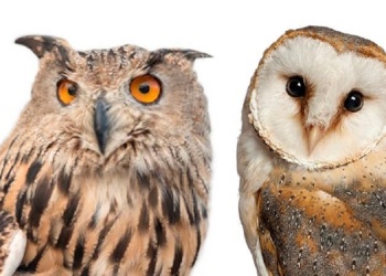 Día de las Lechuzas y los Búhos: en qué se diferencian y otras curiosidades