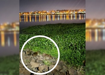 Costanera posadeña: carpinchos despiertan curiosidad y autoridades llaman a la conservación