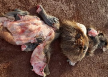 Carnearon a carpinchos en el arroyo Zaimán cerca del barrio A4