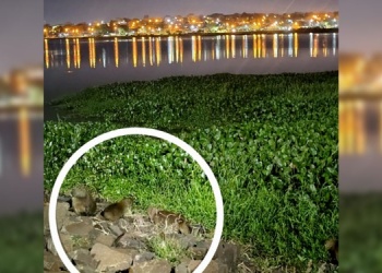 Advierten que los carpinchos del acceso Oeste están en un área contaminada y vulnerable a la caza