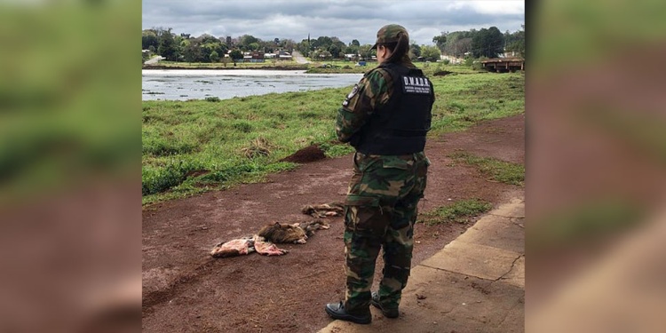 LAMENTABLE. Los restos de carpinchos faenados y arrojados.