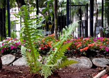 Gracias a la ciencia misionera un helecho en peligro ahora tendrá refugio en el Botánico