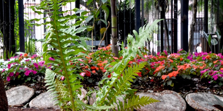 PROTEGIDA. El “chachí” alberga alto valor biológico para el monte y su protección está implementada por ley provincial.