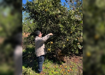 Poda en frutales, herramienta que mejora la producción