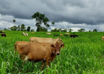 Pasturas adaptadas: la estrategia que impulsa la lechería en Misiones