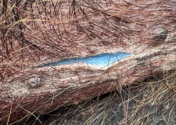 EEUU: alarma en California por cerdos con carne azul