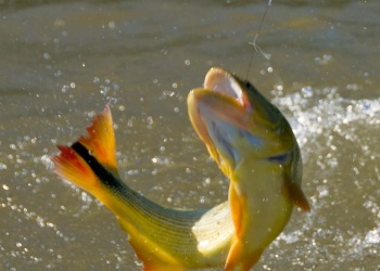 En Paso de la Patria se realiza la  60ª Fiesta Nacional del Dorado