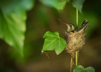 Cuál es el significado de la llegada de un colibrí al hogar, según el Feng Shui