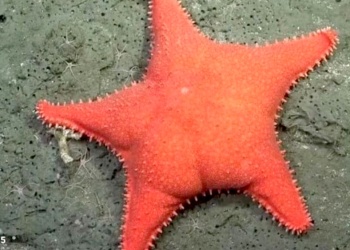 Estrella Culona: el meme del Conicet que tiene más imagen positiva que cualquier político